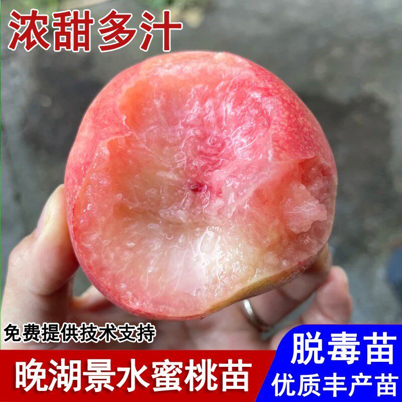 嫁接无锡阳山晚湖景水蜜桃树苗8月成熟浓甜大桃苗庭院种植果树苗