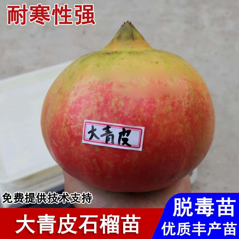 山东抗冻大青皮甜石榴树苗耐寒硬籽石榴苗盆栽庭院地栽种当年结果