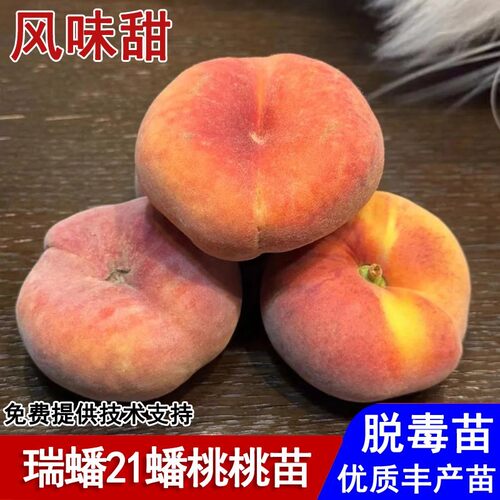 嫁接奶油瑞蟠21号蟠桃树苗特大蟠