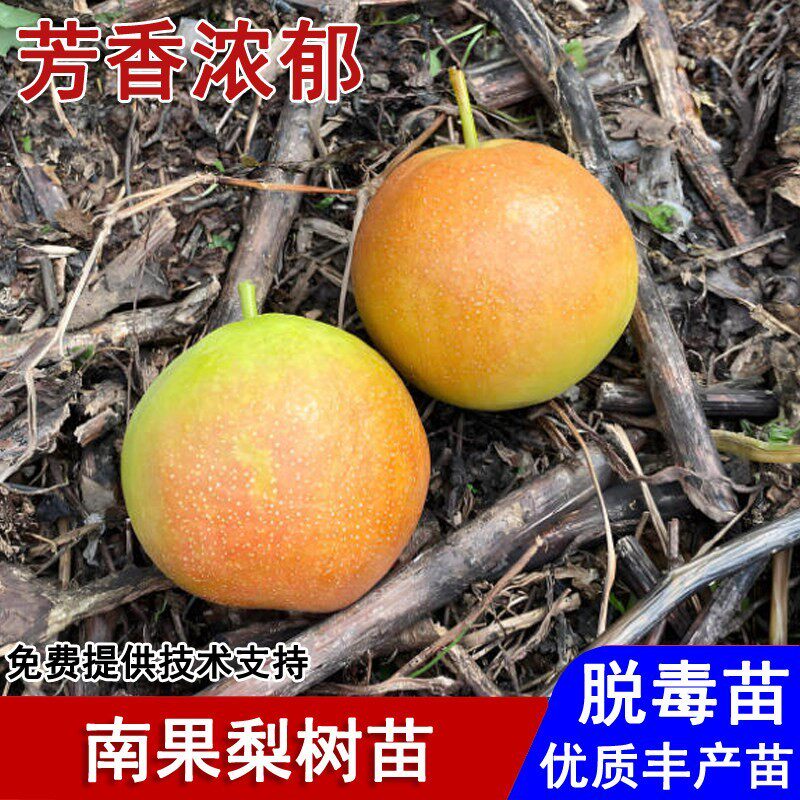 嫁接辽宁鞍山南果梨树苗晚熟香水梨红梨盆栽庭院地栽种植当年结果