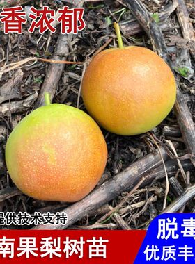 嫁接辽宁鞍山南果梨树苗晚熟香水