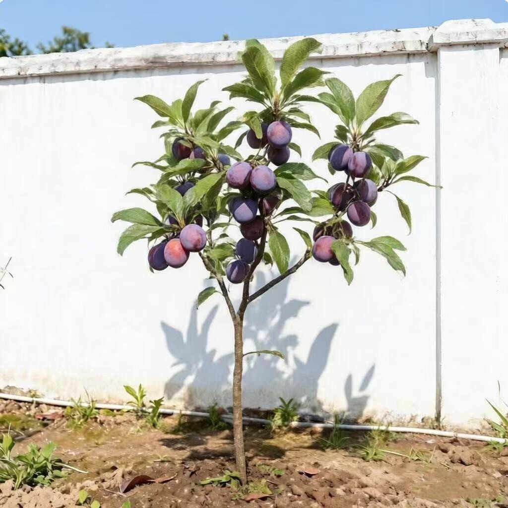 正宗黑布林李子树苗嫁接果树苗南方种植青脆蜂蜜李子苗特大晚熟果