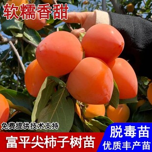 嫁接富平尖柿柿子树苗陕西柿饼甜柿子苗盆栽庭院地栽种植当年结果