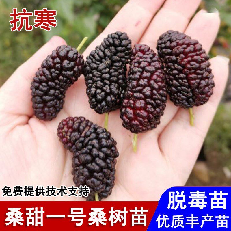耐寒桑葚树苗桑甜一号果桑苗四季盆栽抗冻桑树苗南北方种当年结果