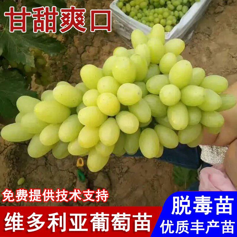 嫁接维多利亚葡萄树苖脆甜青提葡萄苗盆栽庭院地栽南北方当年结果