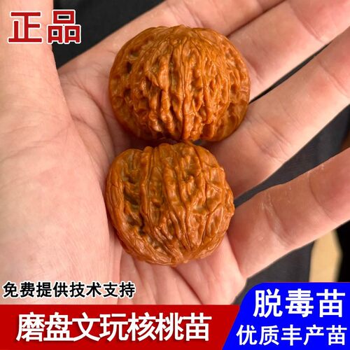 磨盘狮子头文玩核桃树苗盆栽地栽