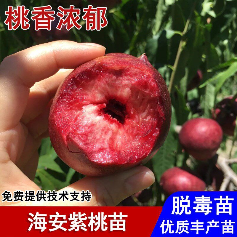 海安紫桃树苗嫁接酸甜离核紫色油桃苗盆栽庭院南北方种植当年结果