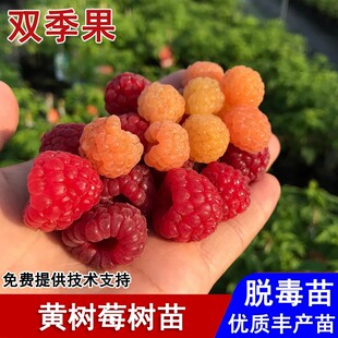 双季黄树莓苗大果香甜皇冠黄树莓果苗盆栽庭院地栽南北方当年结果