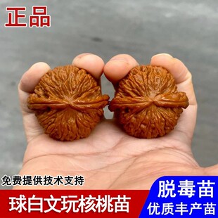 球白文玩核桃树苗闷白狮子头麻核桃苗盆栽庭院南北方种植当年结果