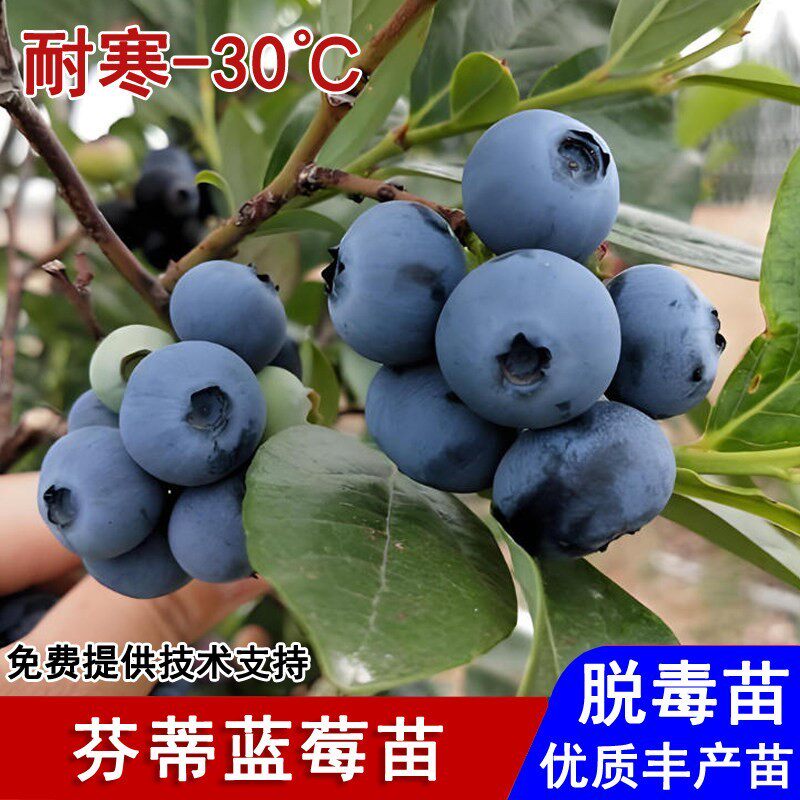 芬蒂蓝莓苗四季盆栽地栽带土矮丛大果蓝莓树苗南北方种植当年结果