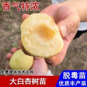新疆大白杏树果苗嫁接香白杏子苗盆栽庭院地栽南北方种植当年结果