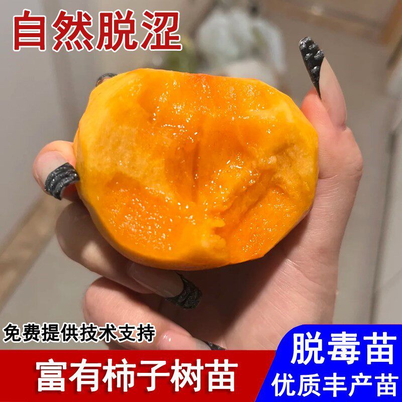 嫁接日本富有柿子树脆甜自然脱涩柿子苗盆栽庭院地栽种植当年结果