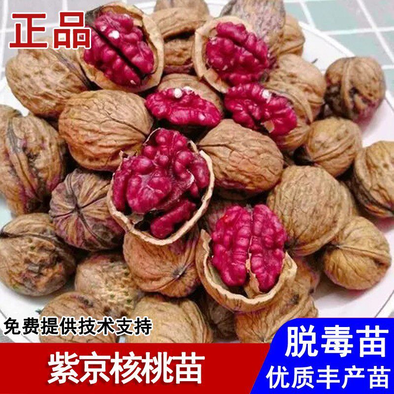 紫京红皮核桃树苗美国红衣核桃苗盆栽庭院地栽南北方种植当年结果