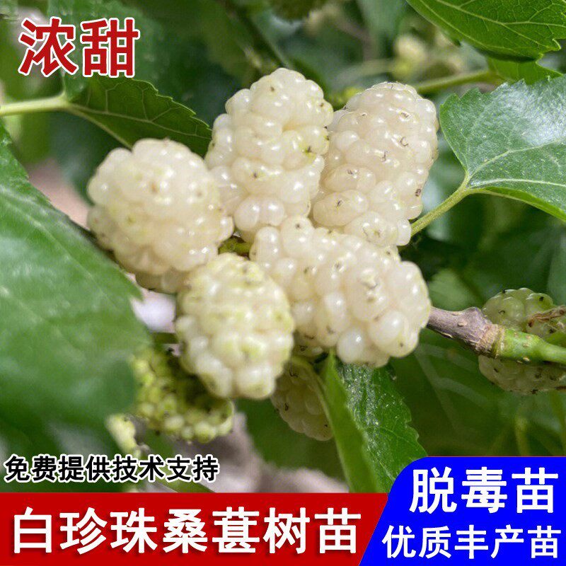 桑葚树苗白珍珠桑葚苗韩国大白果桑苗盆栽庭院南北方种植当年结果