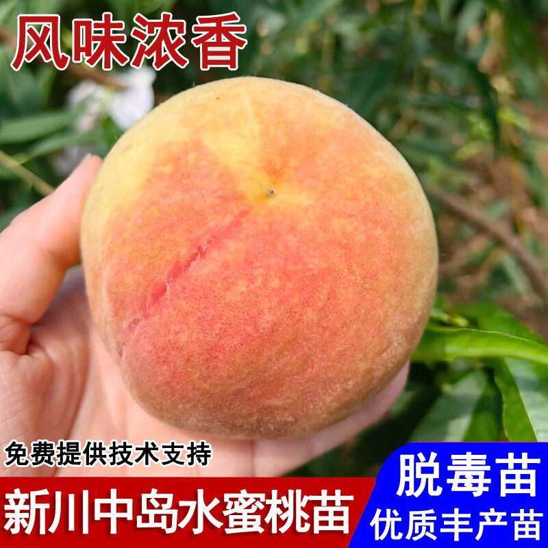 嫁接日本新川中岛水蜜桃树苗软甜桃树苗7月成熟庭院种植当年结果
