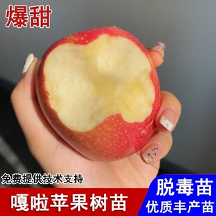 嫁接嘎啦苹果树果苗早熟矮化红苹果苗盆栽庭院地栽南北方当年结果