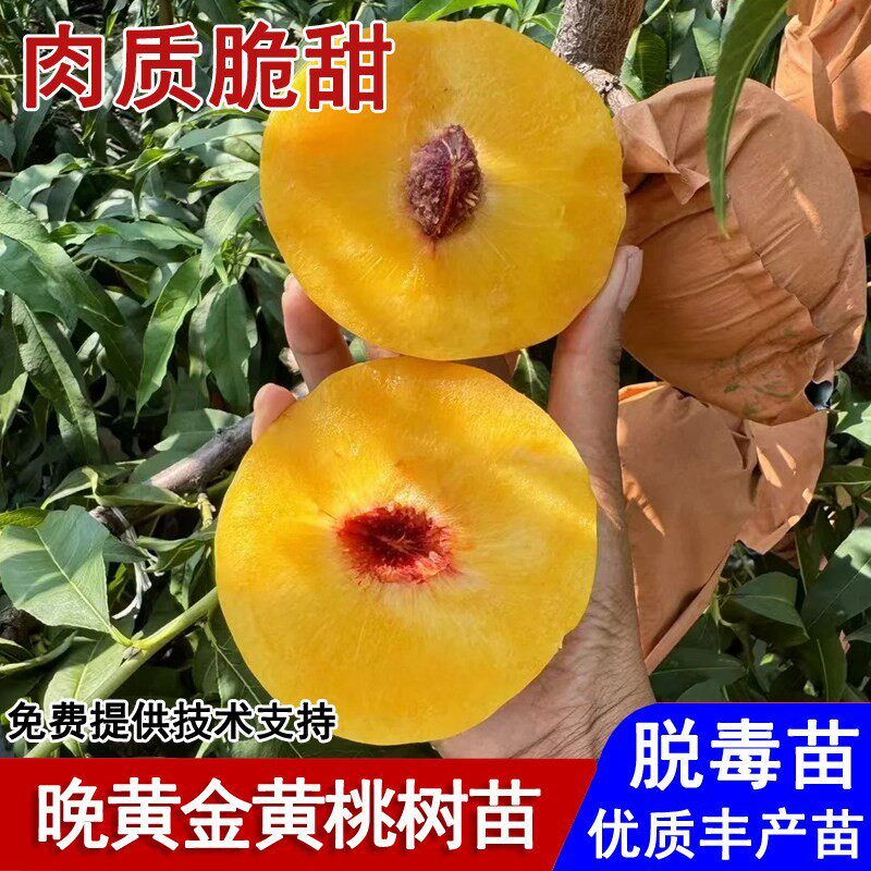 嫁接晚黄黄桃树苗脆甜金黄金桃苗8月成熟盆栽庭院南北方当年结果