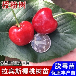 嫁接拉宾斯车厘子树苗自花授粉大樱桃苗盆栽庭院地栽种植当年结果