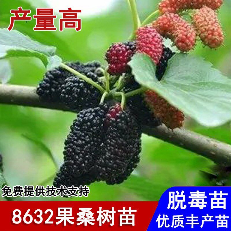 抗冻果桑苗陕8632桑葚树苗耐寒无籽十大桑树苗南北方种植当年结果