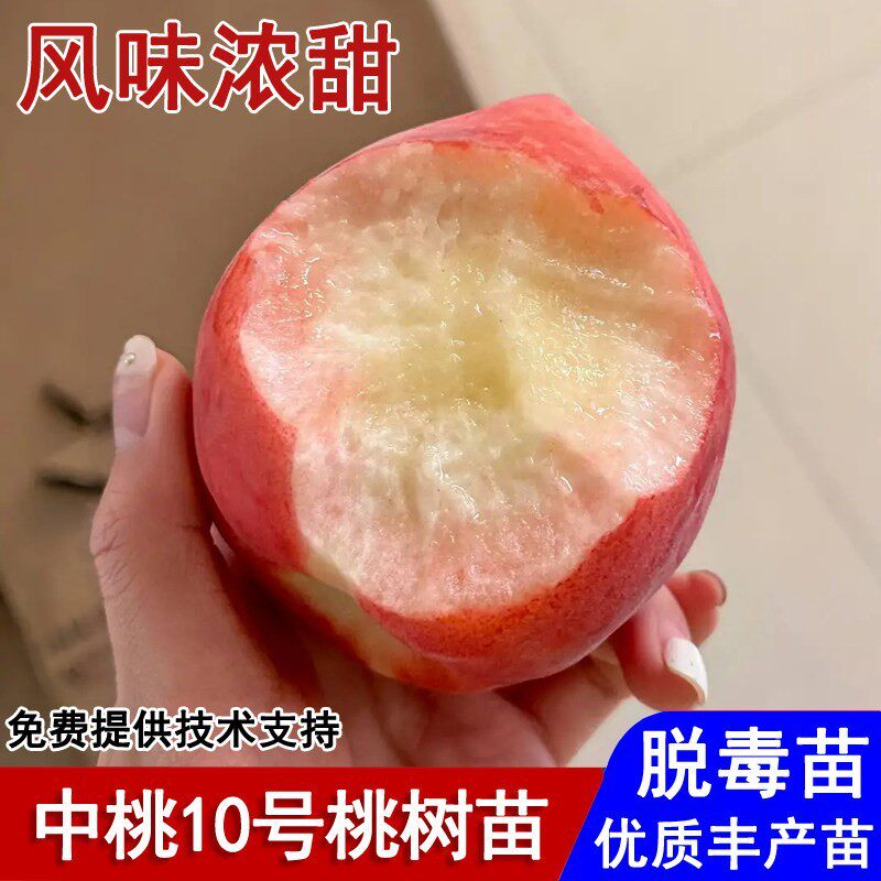 嫁接耐寒中桃10号桃树苗6月成熟脆甜桃树苗盆栽庭院种植当年结果