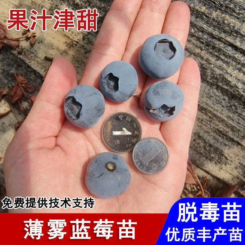 蓝莓树果苗南高丛大果薄雾蓝莓苗四季盆栽庭院地栽南北方当年结果