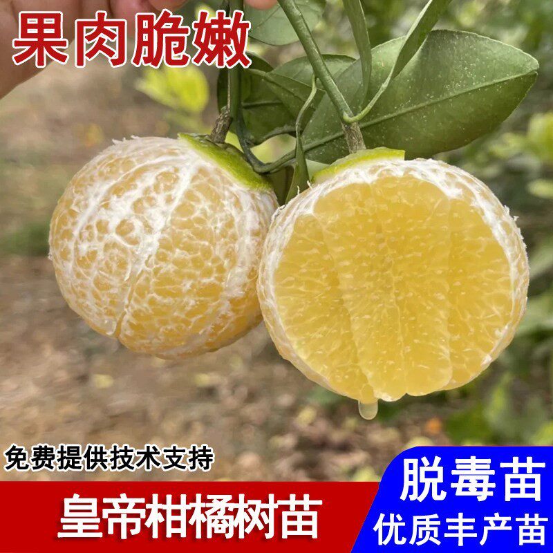 嫁接广西皇帝柑树苗薄皮柑橘苗贡柑盆栽庭院南方北方种植当年结果