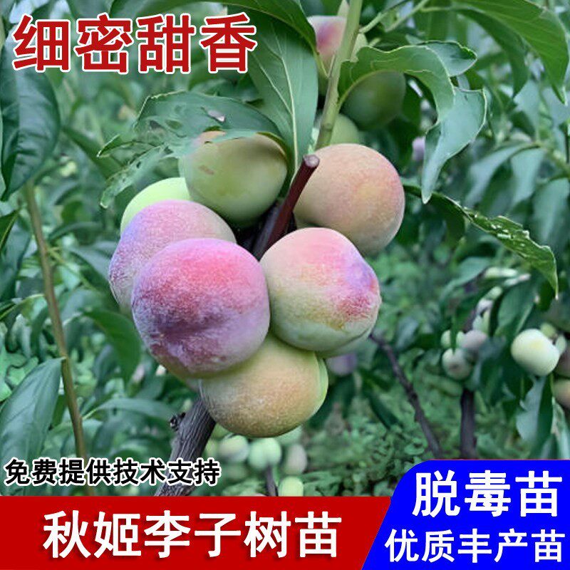 嫁接秋姬李树苗晚熟脱骨脆甜李子苗盆栽庭院地栽南北方种当年结果