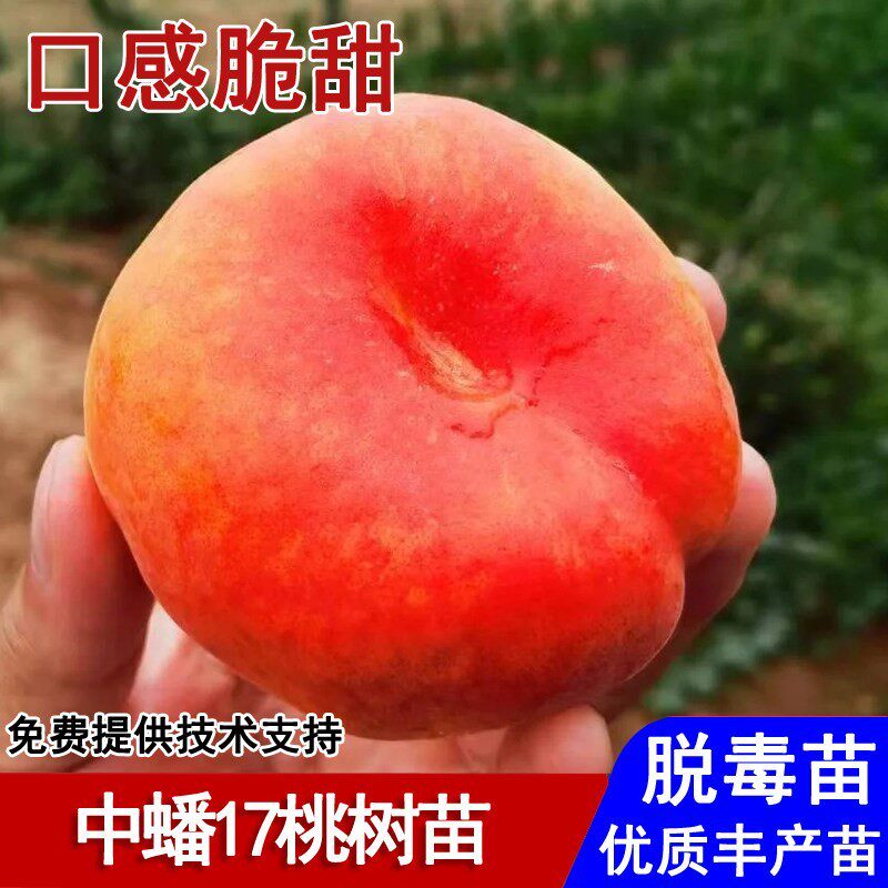 嫁接中蟠17号蟠桃苗脆甜黄金蟠桃树苗8月成熟南北方种植当年结果