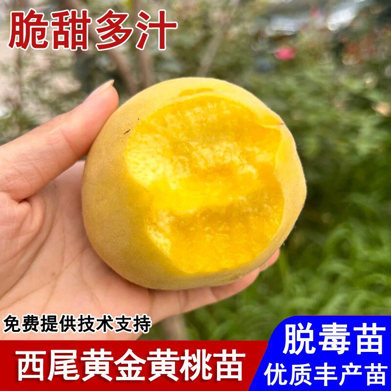 晚熟西尾黄金桃树苗9月成熟嫁接黄金脆黄桃苗南北方种植当年结果