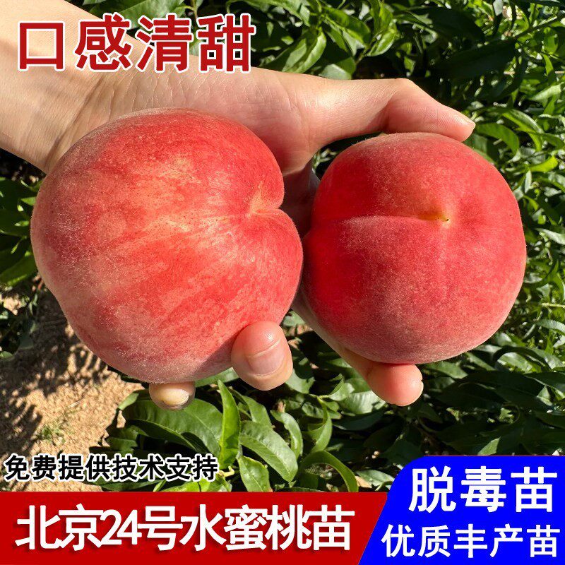 嫁接北京24号水蜜桃树果苗晚熟京艳水蜜桃苗品种庭院种植当年结果
