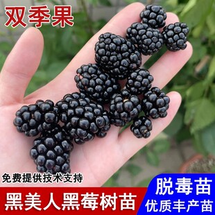 双季黑美人黑莓苗无刺覆盆子卡多黑莓树苗品种庭院南北方当年结果