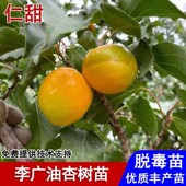 新品 种李广油杏树果苗嫁接甘肃敦煌油杏子苗南方北方种植当年结果