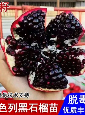 以色列软籽石榴树苗特大黑籽石榴