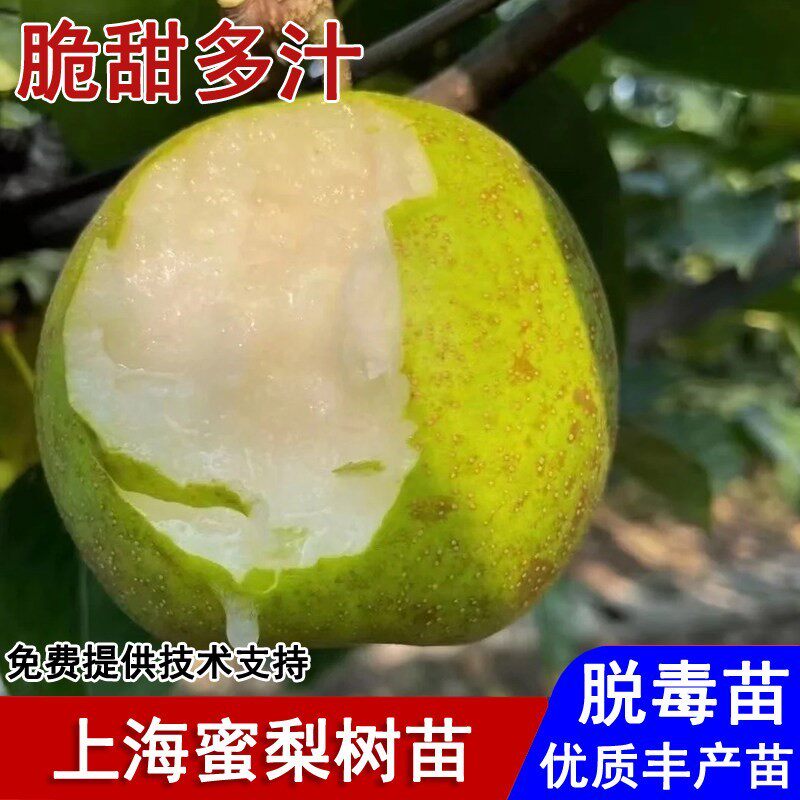 梨树果苗嫁接上海蜜梨树苗特大早熟脆甜沙梨苗南北方种植当年结果
