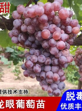 嫁接晚熟老品种龙眼葡萄树苗盆栽