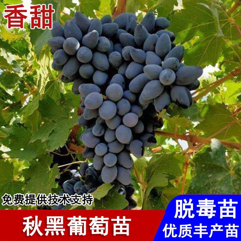 嫁接秋黑葡萄树苖晚熟玫瑰香黑提葡萄苗盆栽庭院南北方种当年结果