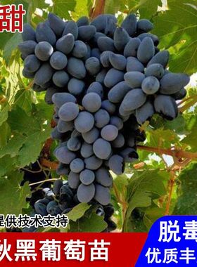 嫁接秋黑葡萄树苖晚熟玫瑰香黑提