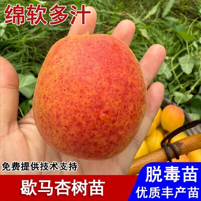 庄河歇马杏树果苗嫁接抗冻大黄杏