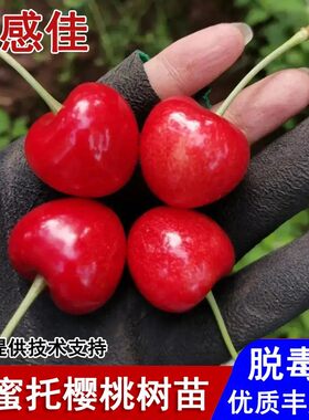 嫁接沙蜜托樱桃树苗砂蜜豆甜车厘