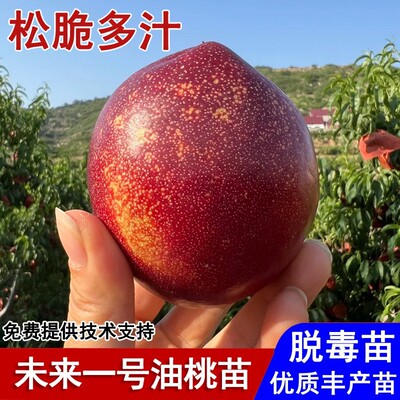 嫁接早熟油桃树果苗脆甜未来一号