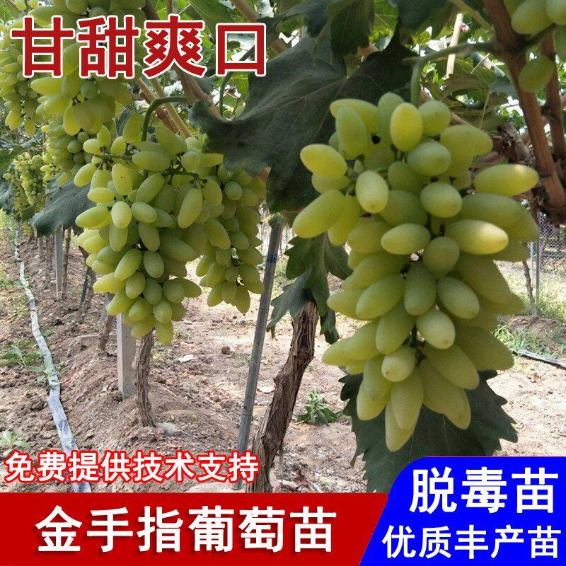 嫁接金手指葡萄树苗盆栽庭院青提美人指葡萄苗盆栽庭院种当年结果