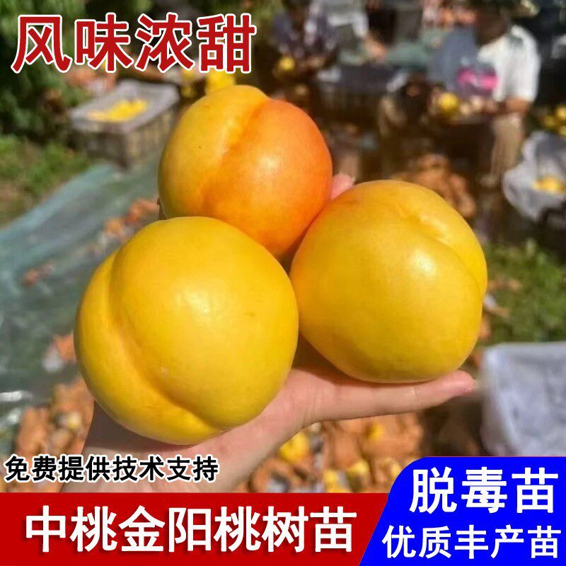 嫁接中桃金阳黄桃树苗早熟6月成熟脆甜桃树苗南北方种植当年结果