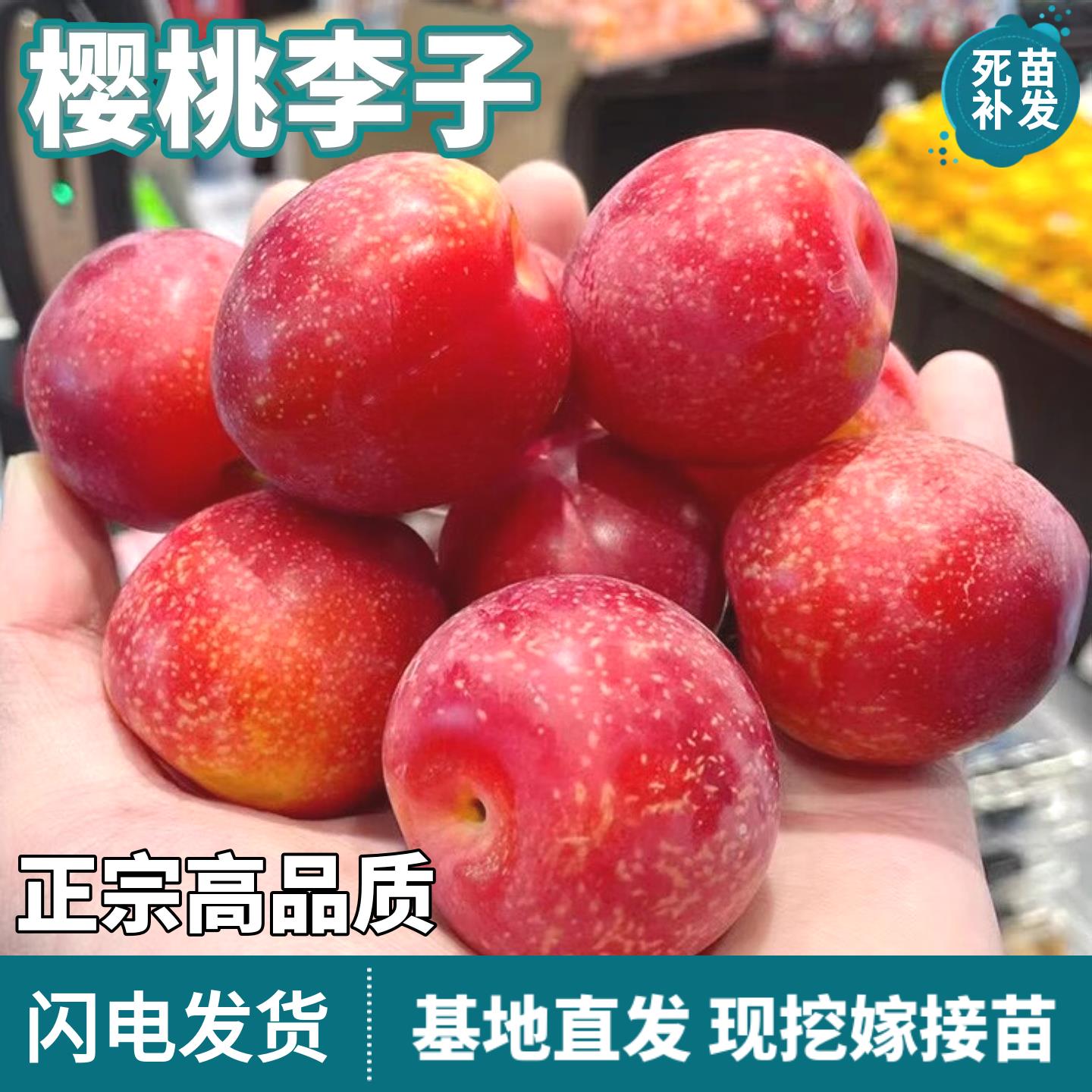 樱桃李子树苗南北方地栽基地直发