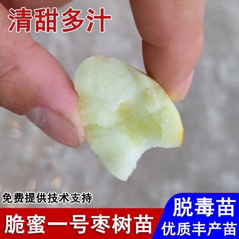 新品种脆蜜一号长枣树活苗嫁接脆甜枣树苗盆栽庭院南北方当年结果