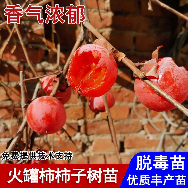 陕西临潼火罐柿子树一口吸火晶小蜜柿子苗盆栽庭院南北方当年结果