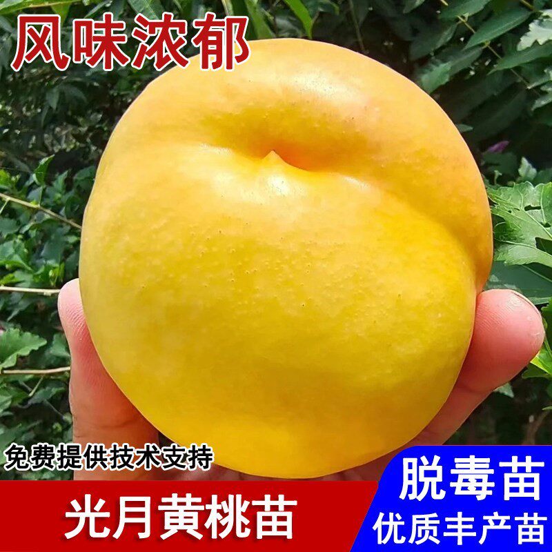 晚熟黄桃树果苗嫁接光月黄桃树苗盆栽庭院地栽南北方种植当年结果