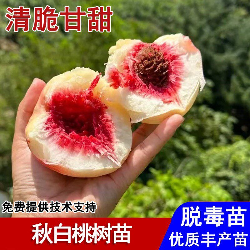 嫁接秋白桃树苗东北耐寒脆甜银白桃果苗9月盆栽庭院种植当年结果