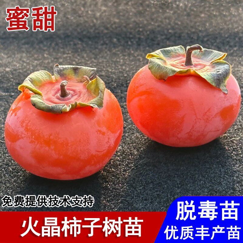 临潼火晶柿子树苗嫁接软甜小柿子苗盆栽庭院地栽南北方种当年结果