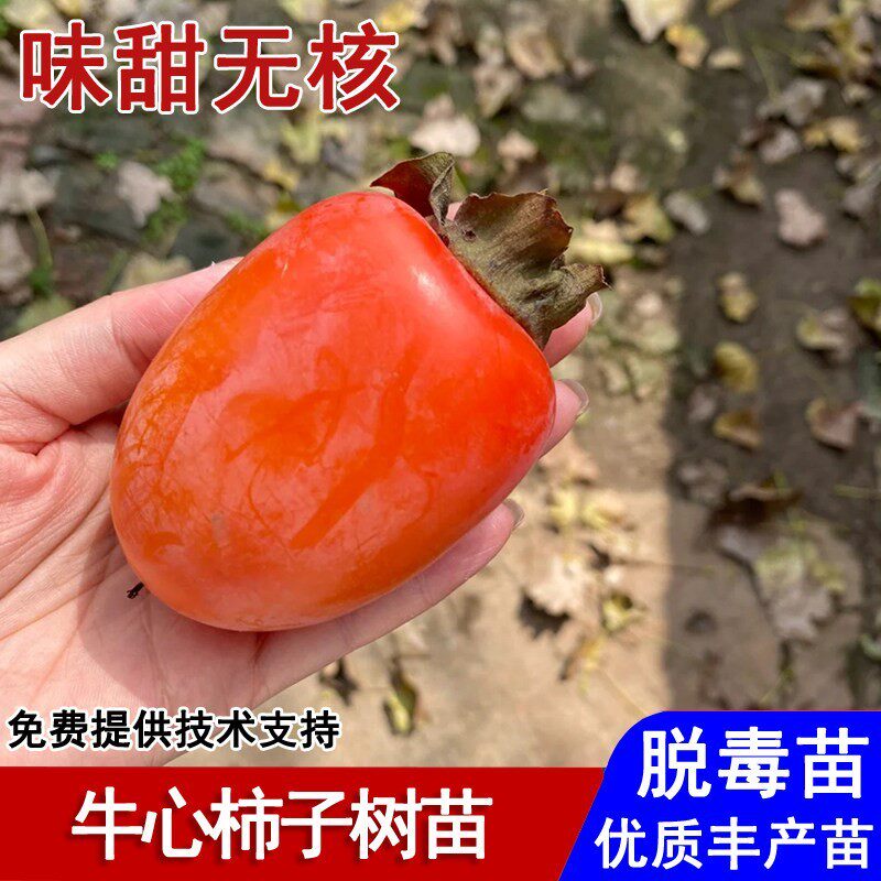 嫁接牛心柿子树苗特大自然脱涩柿子苗盆栽庭院地栽南北方当年结果