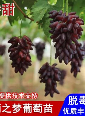 嫁接玲珑手指无籽葡萄树苖葡之梦